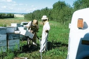 Фото 5. Выдувание пчёл при третьем отборе мёда.