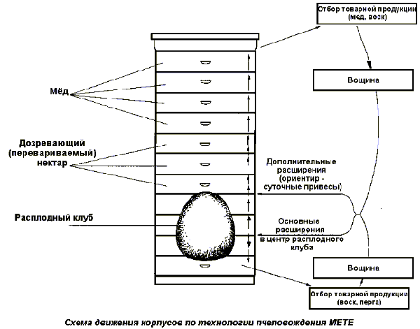 Рис.1. Схема движения корпусов по технологии пчеловождения METE.