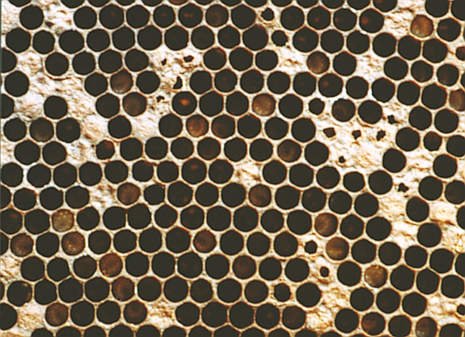 Гнилец - ячейки запечатаны без отверстий и с отверстиями, сделанными пчёлами.