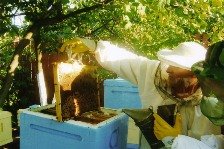 Осмотр пчелиной семьи в ульях АпиРусс. На фото хорошо видны обязательные атрибуты - лицевая сетка, перчатки, держатель рамки и дымарь.